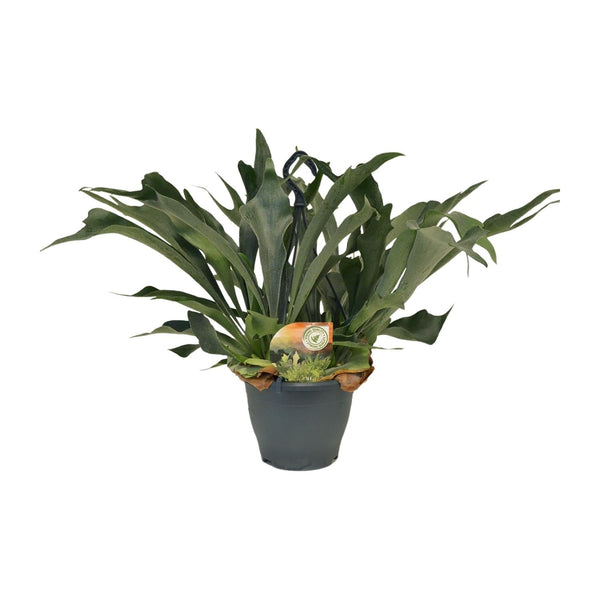 Geweihfarn – Platycerium bifurcatum