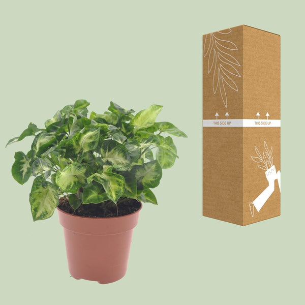 Purpurtute ‚Pixie' – Syngonium podophyllum – Ansicht 3