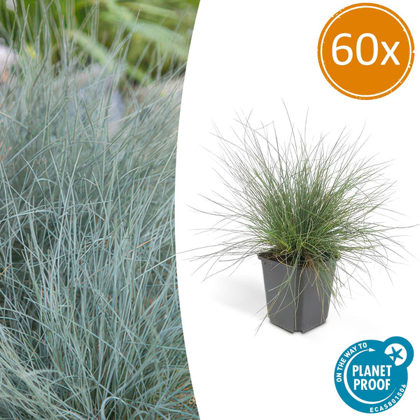 Blauschwingel ‚Elijah Blue' – Festuca glauca