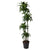 Drachenbaum ‚Dorado' – Dracaena fragrans