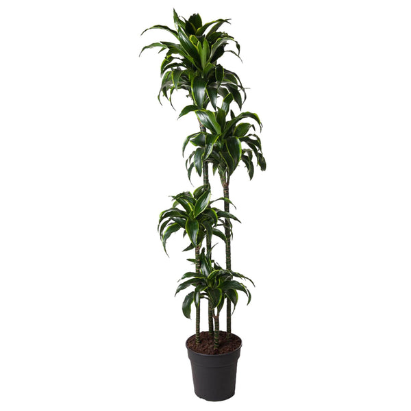 Drachenbaum ‚Dorado' – Dracaena fragrans
