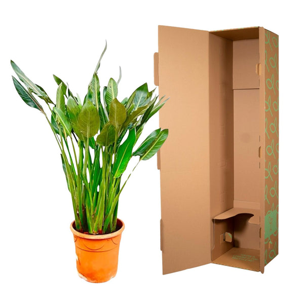 Paradiesvogelblume – Strelitzia reginae – Ansicht 5