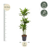 Drachenbaum ‚Golden Coast' – Dracaena fragrans – Ansicht 2