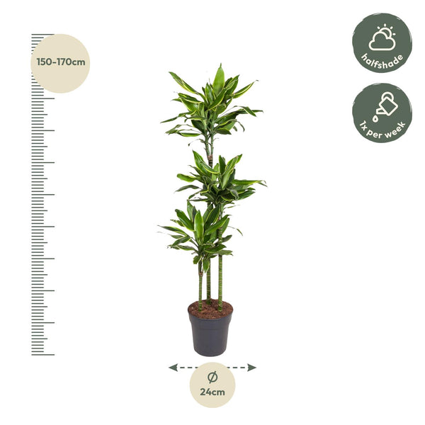 Drachenbaum ‚Golden Coast' – Dracaena fragrans – Ansicht 2