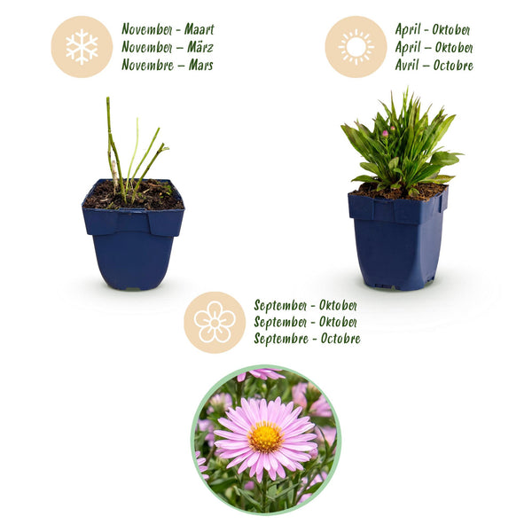Kissen-Aster ‚Wood's Pink' – Aster dumosus – Ansicht 4