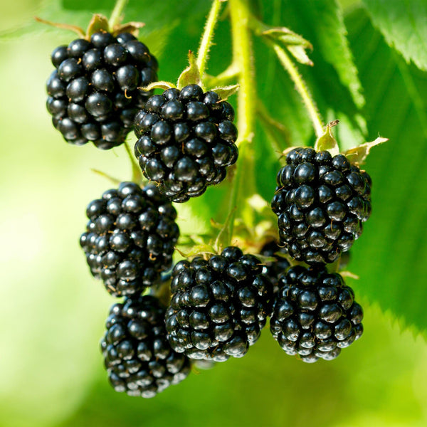 Schwarze Himbeere ‚Black Jewel' – Rubus occidentalis – Ansicht 5