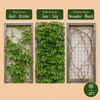 Wilder Wein ‚Engelmannii' – Parthenocissus quinquefolia – Ansicht 5