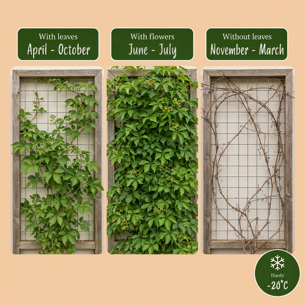 Wilder Wein ‚Engelmannii' – Parthenocissus quinquefolia – Ansicht 5