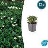 Dreizähniges Fingerkraut ‚Nuuk' – Potentilla tridentata