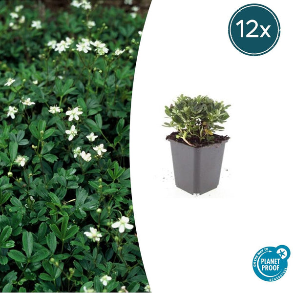 Dreizähniges Fingerkraut ‚Nuuk' – Potentilla tridentata