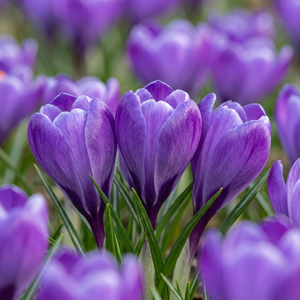 Krokus – Crocus vernus