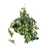 Königswein ‚Ellen Danica' – Cissus rhombifolia