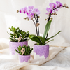 Pflanzen-Set „Bloom Purple" – Orchidee ‚Vienna' mit Grünpflanzen – Ansicht 2