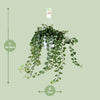 Efeu ‚Wonder Green' – Hedera helix – Ansicht 2
