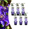 Waldrebe ‚Multi Blue' – Clematis