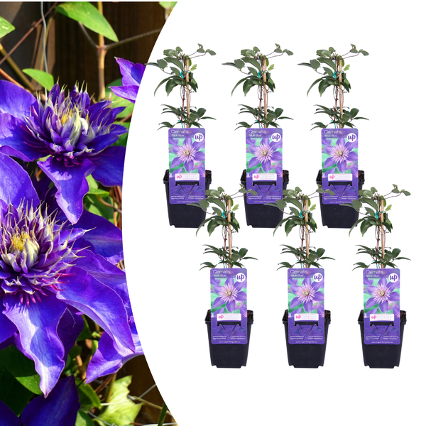 Waldrebe ‚Multi Blue' – Clematis