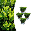Spindelstrauch ‚Green Spire' – Euonymus japonicus