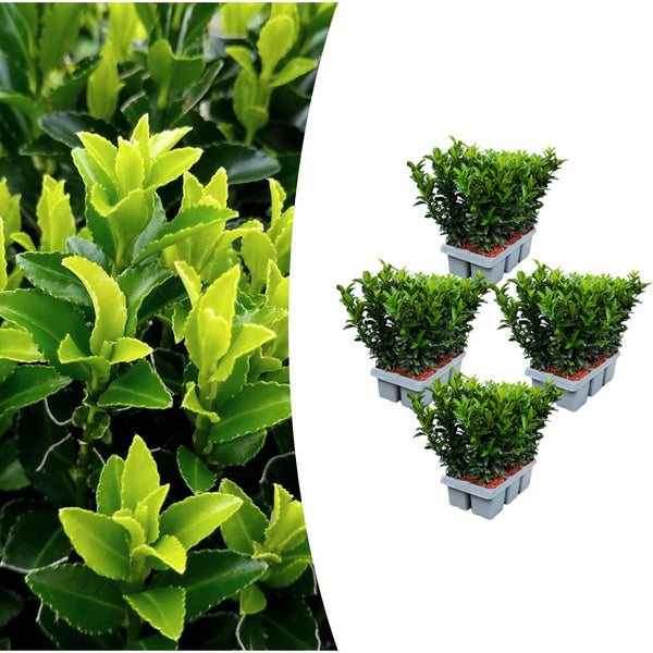 Spindelstrauch ‚Green Spire' – Euonymus japonicus