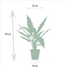 Alocasia-Set „Duo Cucullata & Lauterbachiana" – Alocasia cucullata und Alocasia lauterbachiana – Ansicht 5