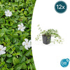 Kleines Immergrün ‚Gertrude Jekyll' – Vinca minor