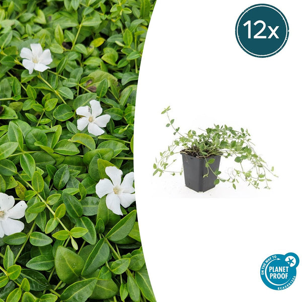 Kleines Immergrün ‚Gertrude Jekyll' – Vinca minor