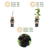 Weinrebe ‚Vanessa' – Vitis vinifera – Ansicht 4