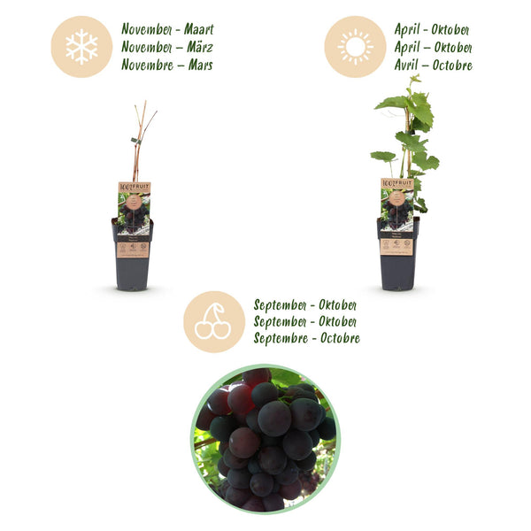 Weinrebe ‚Vanessa' – Vitis vinifera – Ansicht 4