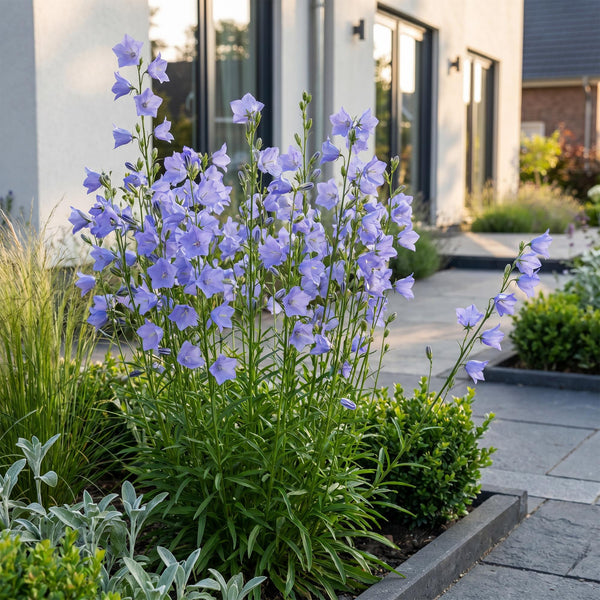 Pfirsichblättrige Glockenblume – Campanula persicifolia – Ansicht 6