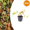 Elfenblume ‚Niveum' – Epimedium youngianum