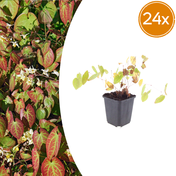 Elfenblume ‚Niveum' – Epimedium youngianum