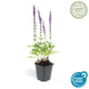 Steppensalbei ‚Ostfriesland' – Salvia nemorosa – Ansicht 4