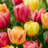 Tulpe ‚Symbiosa Mix' – Tulipa