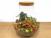 Weihnachts-Set „Bolder Bob Bonsai“ – DIY-Bonsai-Arrangement