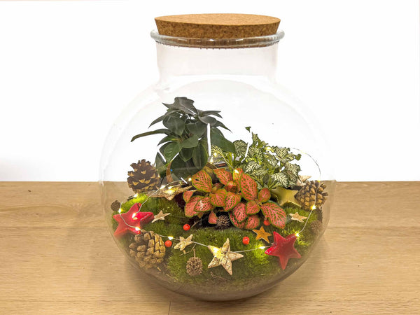 Weihnachts-Set „Bolder Bob Bonsai“ – DIY-Bonsai-Arrangement