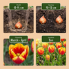 Triumph-Tulpen-Mischung – Tulipa – Ansicht 4