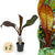 Abessinische Banane ‚Maurelii' – Ensete ventricosum – Ø 12 cm · 30 cm, 2 Stück