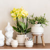 Schmetterlingsorchidee ‚Blossom Albenga' – Phalaenopsis – Ansicht 2