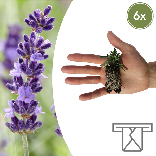 Lavendel ‚Hidcote' – Lavandula angustifolia
