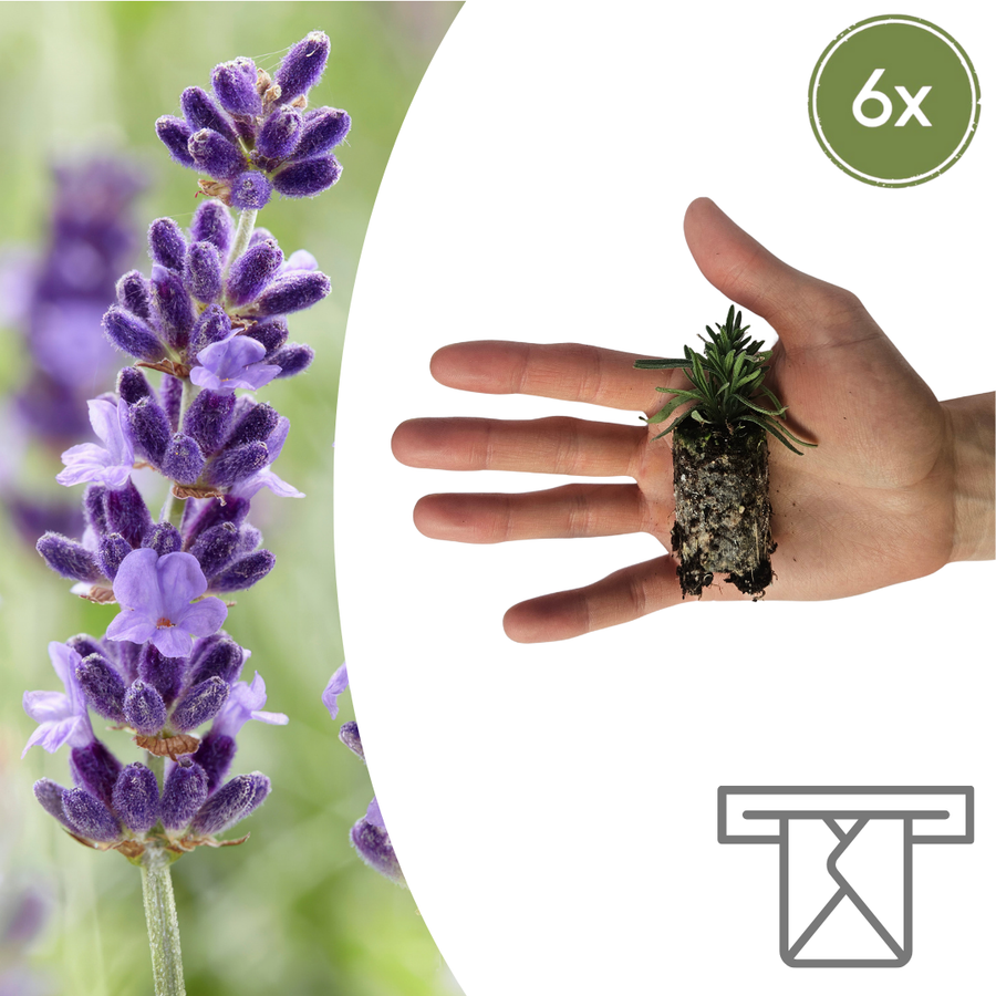 Lavendel