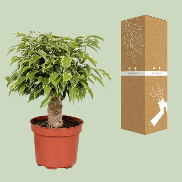 Birkenfeige ‚Kinky' – Ficus benjamina – Ansicht 3