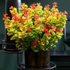 Traubenheide ‚Curly Gold' – Leucothoe fontanesiana – Ansicht 5