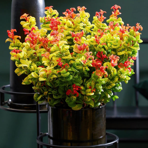 Traubenheide ‚Curly Gold' – Leucothoe fontanesiana – Ansicht 5