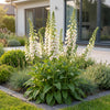 Fingerhut ‚Dalmatian White' – Digitalis purpurea – Ansicht 6
