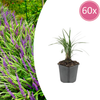 Lilientraube ‚Moneymaker' – Liriope muscari