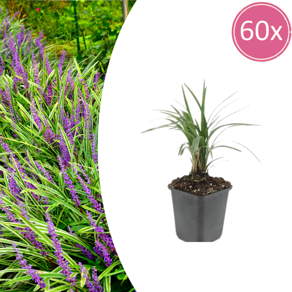 Lilientraube ‚Moneymaker' – Liriope muscari