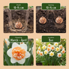 Narzisse ‚Macaron Bloss' – Narcissus – Ansicht 4