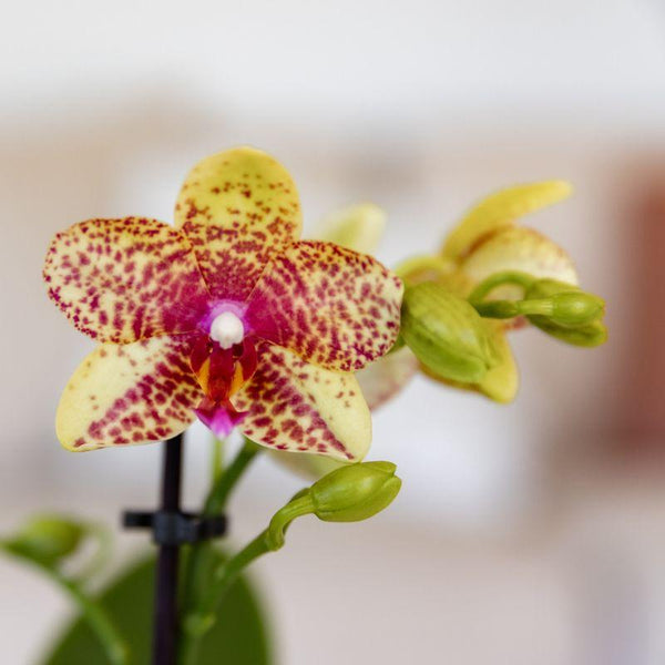 Schmetterlingsorchidee ‚Mineral Grosseto' – Phalaenopsis – Ansicht 3