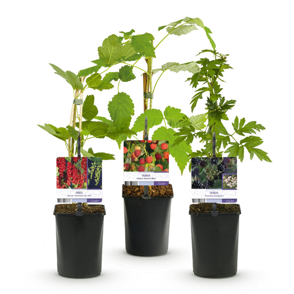 Obst-Set „Beerenmix" – Johannisbeere, Himbeere, Brombeere – Ansicht 2