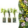 Jasmin-Set „Tricolour“ – 3 Jasminarten in Gelb, Weiß und Rosa