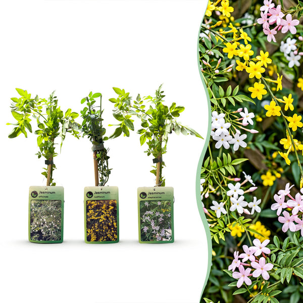 Jasmin-Set „Tricolour“ – 3 Jasminarten in Gelb, Weiß und Rosa